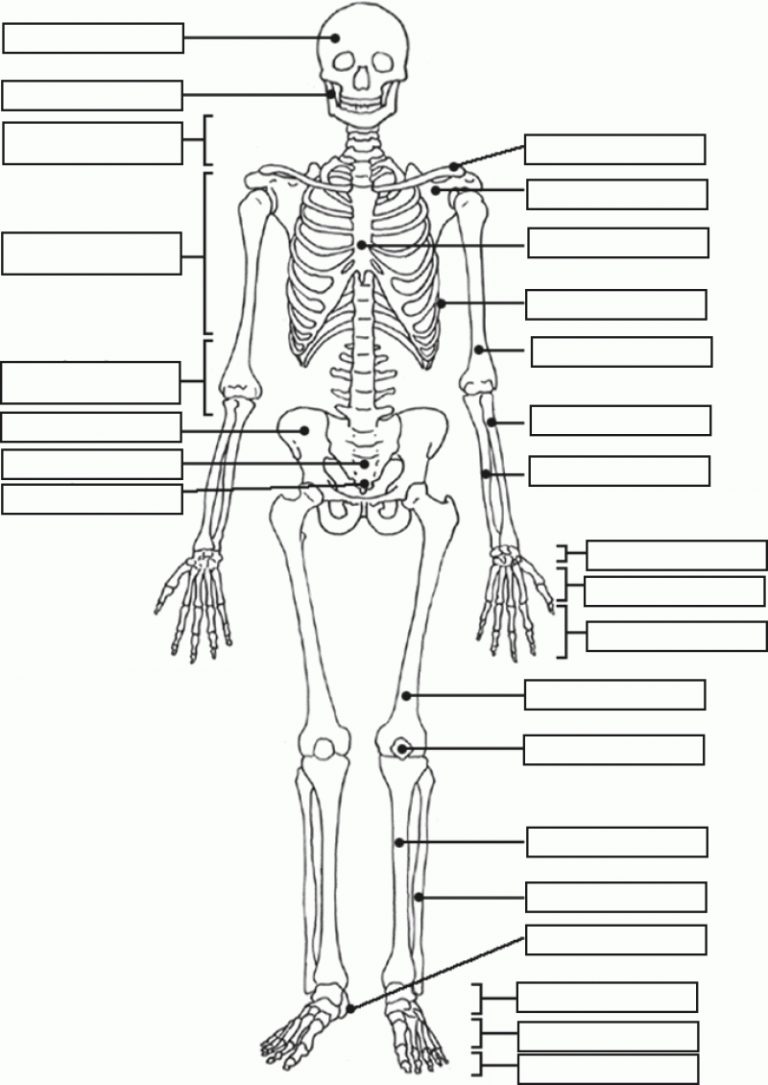 Human Skeleton Quiz Printable Tenderness Co Human Skeleton