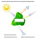2 Free Esl Photosynthesis Worksheets | Free Printable Photosynthesis Worksheets