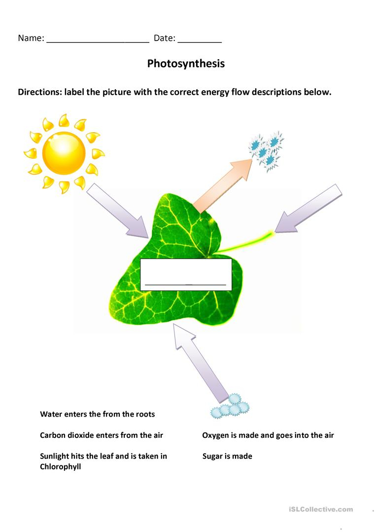 Free Printable Photosynthesis Worksheets Printable Worksheets