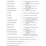 Anatomy And Physiology Muscle Worksheets | Body Muscles | Human | Anatomy And Physiology Printable Worksheets