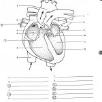 Blank Human Heart Diagram | Learning Me | Heart Diagram, Human Heart | Heart Diagram Printable Worksheet