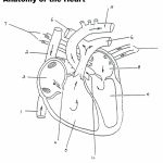 Blood Flow Through The Heart Diagrams | Diagram Link | Heart Diagram Printable Worksheet