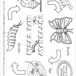 Free Butterfly Coloring Pages: Butterfly Life Cycle | Free Plant Life Cycle Worksheet Printables