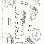 Free Ladybug Life Cycle Coloring Page | Free Plant Life Cycle Worksheet Printables