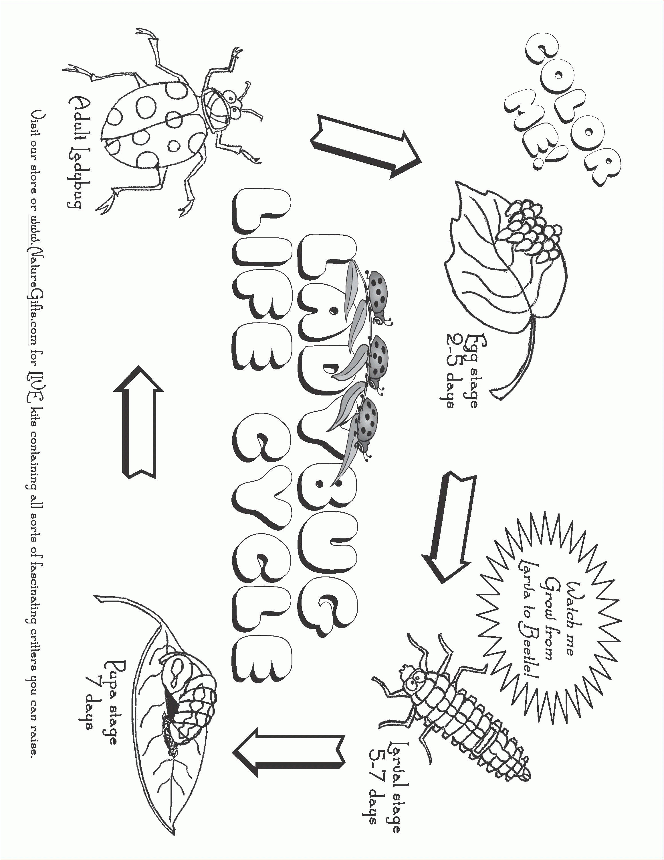 Free Ladybug Life Cycle Coloring Page | Free Plant Life Cycle Worksheet Printables