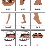 Free Printable Body Parts Flashcards | Free Printable For Learning | Free Printable Worksheets Kindergarten Body Parts
