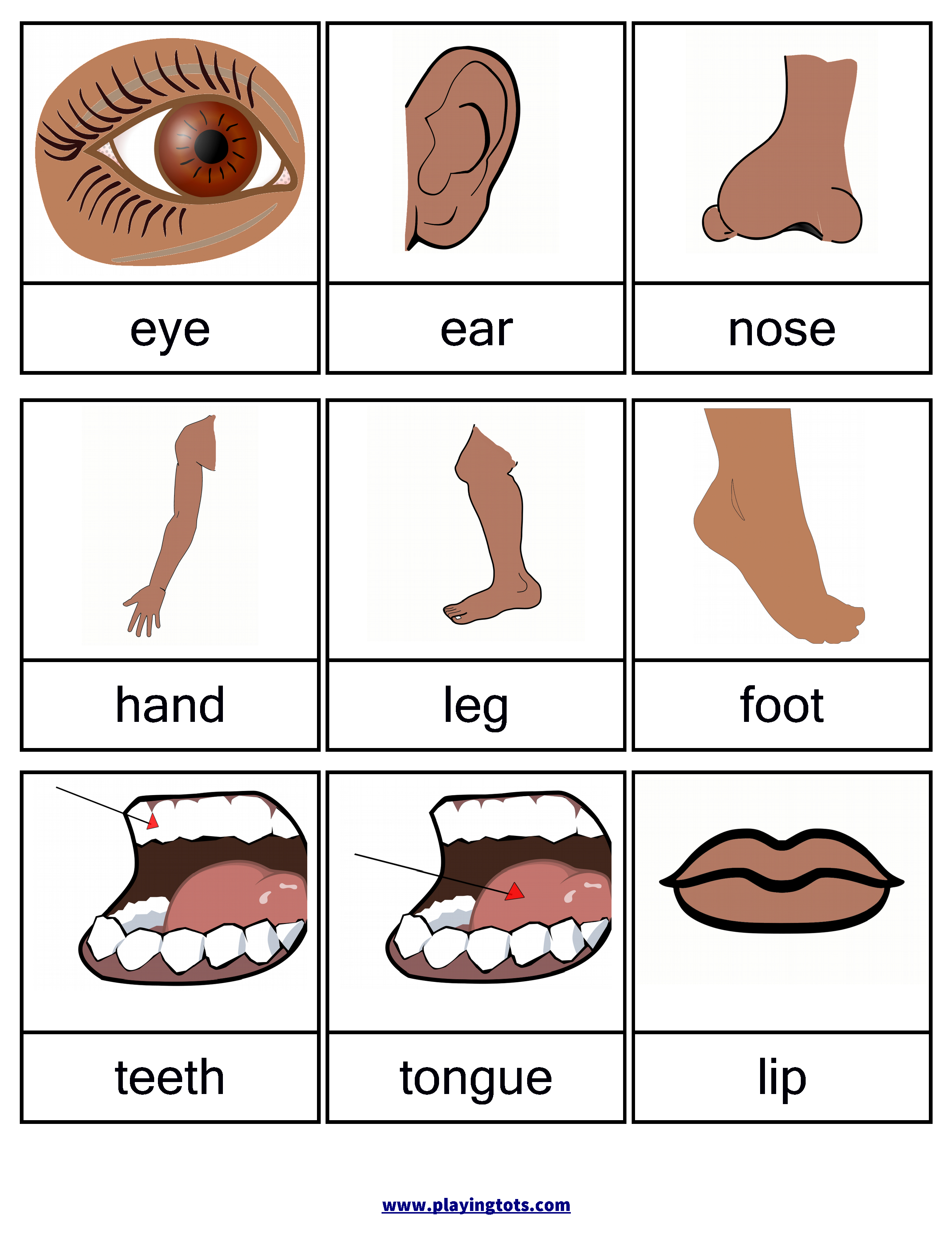 Free Printable Body Parts Flashcards | Free Printable For Learning | Free Printable Worksheets Kindergarten Body Parts