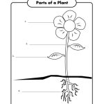 Free Printable First Grade Science Worksheets | Worksheets For Gia | Free Printable Science Worksheets