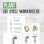 Free Printable Plant Life Cycle Worksheets   Money Saving Mom | Free Plant Life Cycle Worksheet Printables