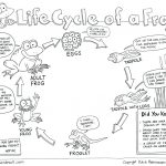 Frog Life Cycle Printable – Shoppingforu.club | Life Cycle Of A Frog Free Printable Worksheets