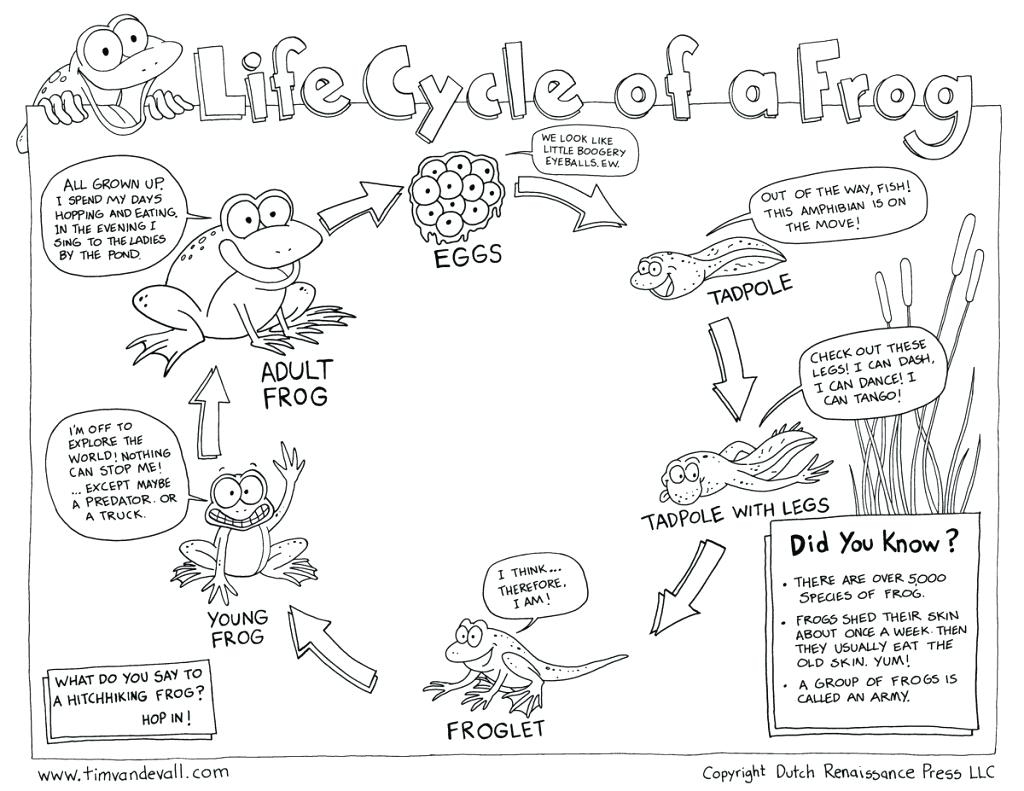 Life Cycle Of A Frog Free Printable Worksheets Printable Worksheets