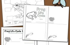 Life Cycle Of A Frog Free Printable Worksheets