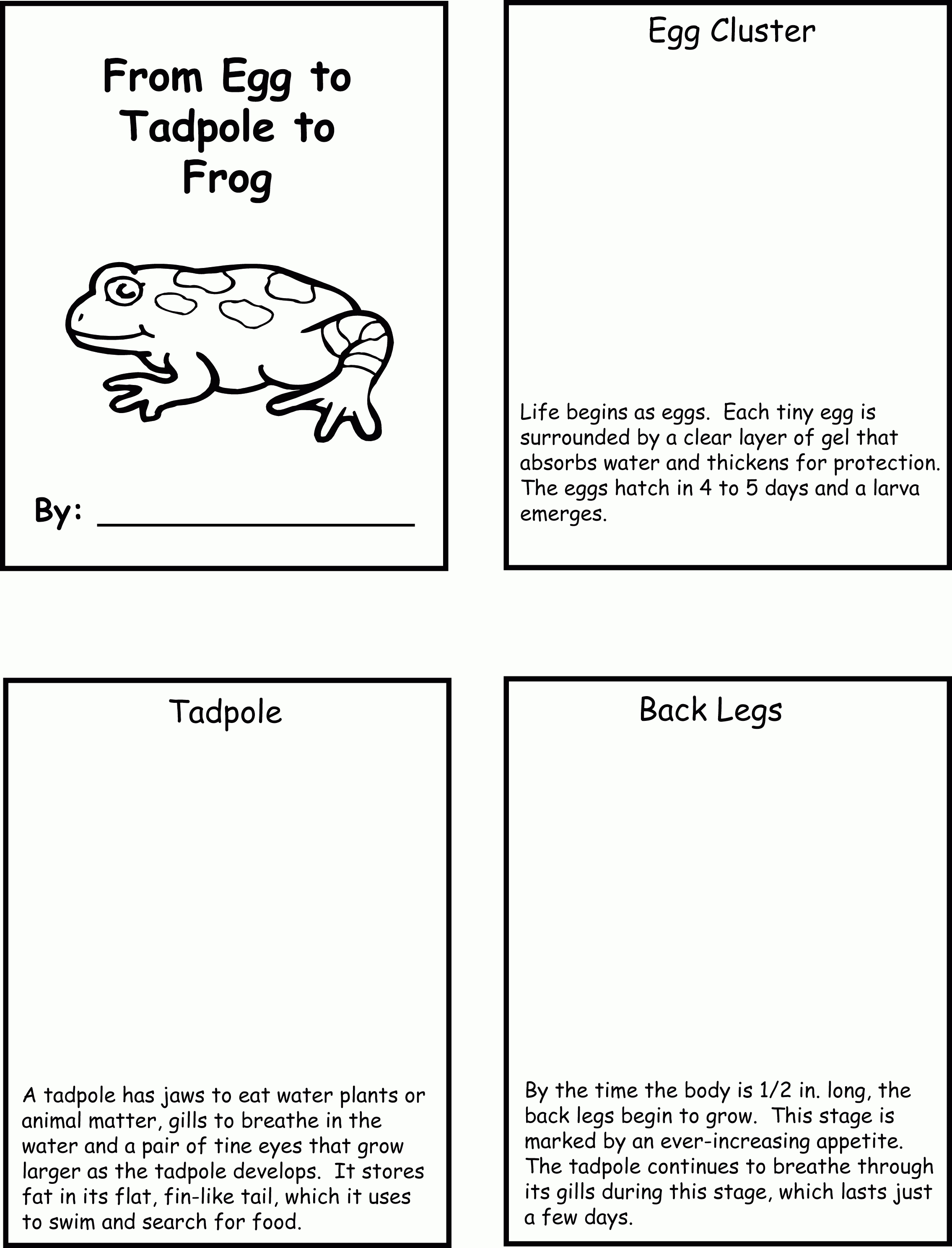 Frog Life Cycle Worksheets