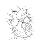 Health Archives   Tim's Printables | Heart Diagram Printable Worksheet