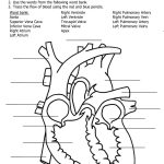 Heart Diagram To Label Printable   Koran.sticken.co | Heart Diagram Printable Worksheet