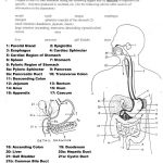 Human Anatomy Diagrams To Label | Human Anatomy Drawing | Digestive | Free Printable Human Anatomy Worksheets