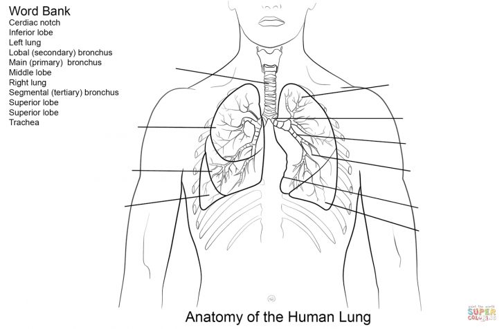 Human Lungs Worksheet Coloring Page | Free Printable Coloring Pages ...