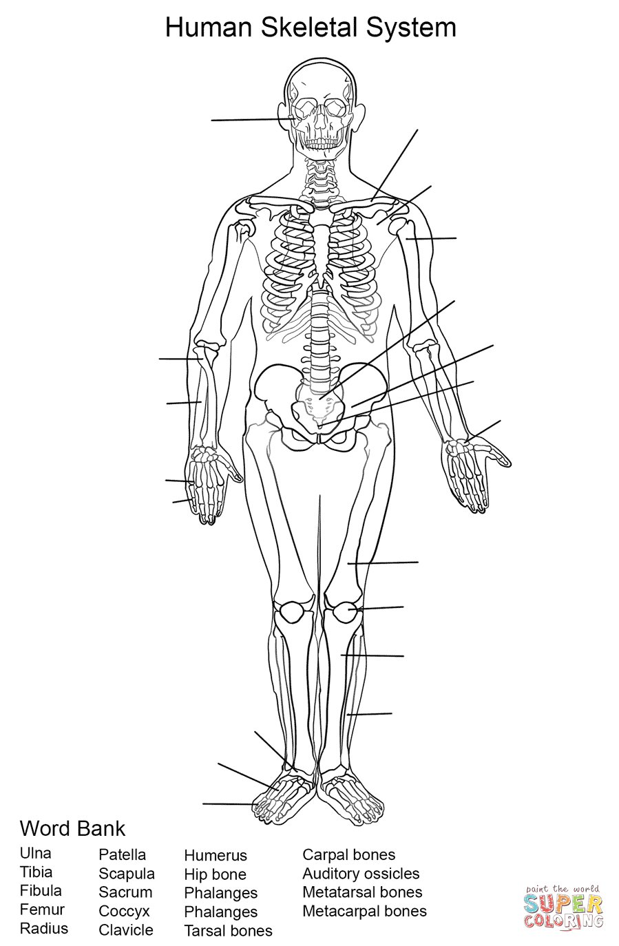 Human Skeletal System Worksheet Coloring Page | Free Printable | Human Skeleton Printable Worksheet