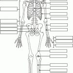 Human Skeleton Quiz Printable | Tenderness.co | Human Skeleton Printable Worksheet