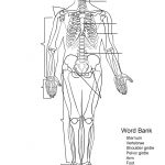 Human Skeleton Worksheet Coloring Page | Free Printable Coloring Pages | Human Skeleton Printable Worksheet