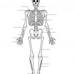 Human Skeleton Worksheet | Homeschool Science | Human Skeleton | Human Skeleton Printable Worksheet