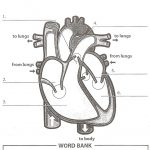 Image Result For Anatomy Labeling Worksheets | Heart Anatomy | Heart | Heart Diagram Printable Worksheet