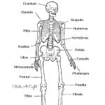 Image Result For Human Skeleton Printable Worksheet | Homeschool | Human Skeleton Printable Worksheet