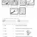 Internal Organs Worksheet   Free Esl Printable Worksheets Made | Printable Worksheets On The Lungs