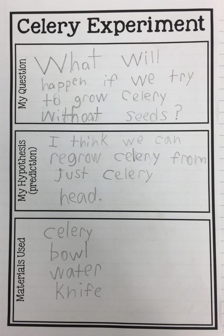 Kearson's Classroom: The Great Celery Experiment | Celery Experiment ...