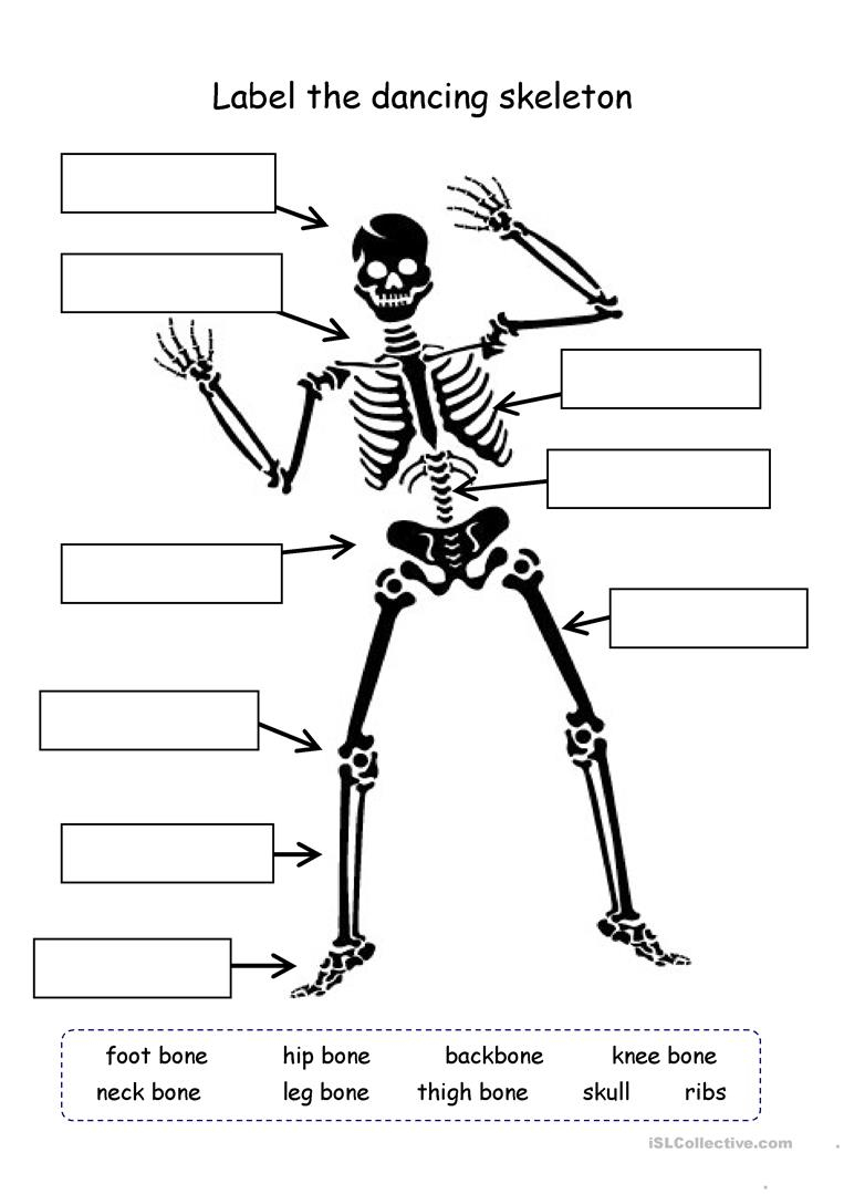 Human Skeleton Printable Worksheet | Printable Worksheets