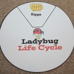 Ladybug Life Cycle Printables & Activities | Free Printable Ladybug Life Cycle Worksheets