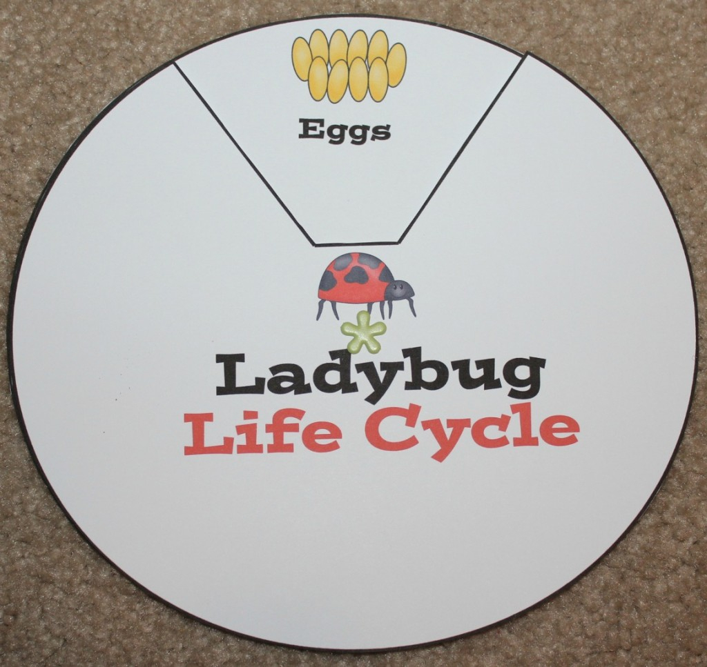 Free Printable Ladybug Life Cycle Worksheets Printable Worksheets