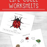 Ladybug Life Cycle Worksheets For Kids | Free Printable Ladybug Life Cycle Worksheets