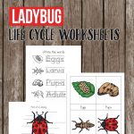 Ladybug Life Cycle Worksheets For Kids | Homeschool Printables | Free Printable Ladybug Life Cycle Worksheets