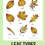 Leaf Types | Homeschool | Pinterest | Science, Education And Worksheets | Free Printable Leaf Worksheets