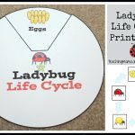 Life Cycle Activities – Minecrafttoys.club | Free Printable Ladybug Life Cycle Worksheets