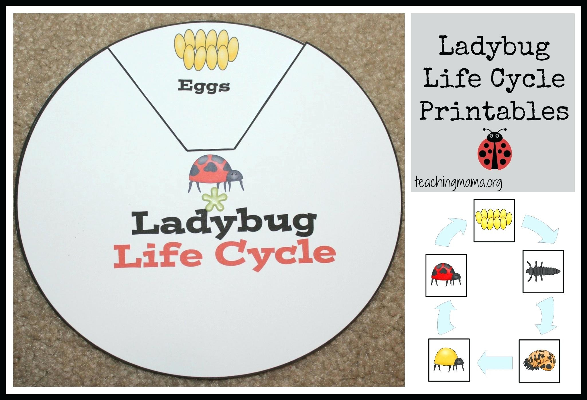 Life Cycle Activities – Minecrafttoys.club | Free Printable Ladybug Life Cycle Worksheets