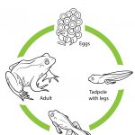 Life Cycle Of A Frog Coloring Page | Free Printable Coloring Pages | Life Cycle Of A Frog Free Printable Worksheets