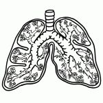 Lungs Clipart   Homeschool Clipart | Printable Worksheets On The Lungs