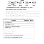 Mitosis Worksheet | Cells, Photosynthesis, Mitosis | Biology Lessons | Free Printable Biology Worksheets For High School