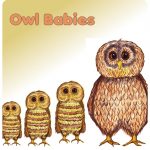 Owl Babies Printable Worksheets | Cialiswow | Owl Babies Printable Worksheets