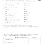 Photosynthesis And Cellular Respiration Worksheet | Michael | Free Printable Photosynthesis Worksheets