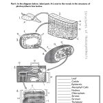 Photosynthesis Diagram Worksheet | Biology Photosynthesis | Free Printable Photosynthesis Worksheets