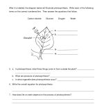 Photosynthesis Worksheet   Google Search | Cellular Energy | Free Printable Photosynthesis Worksheets