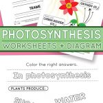 Photosynthesis Worksheets For Kids | Homeschooling Ideas | Free Printable Photosynthesis Worksheets