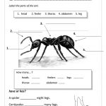 Pinalleyce Pang On Science | Ants, Ant Insect, Insects | Ant Worksheets Printables