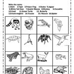 Rainforest Animals Worksheet   Free Esl Printable Worksheets Made | Rainforest Printable Worksheets