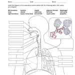 Respiratory System Without Labels Human Respiratory System | Printable Worksheets On The Lungs