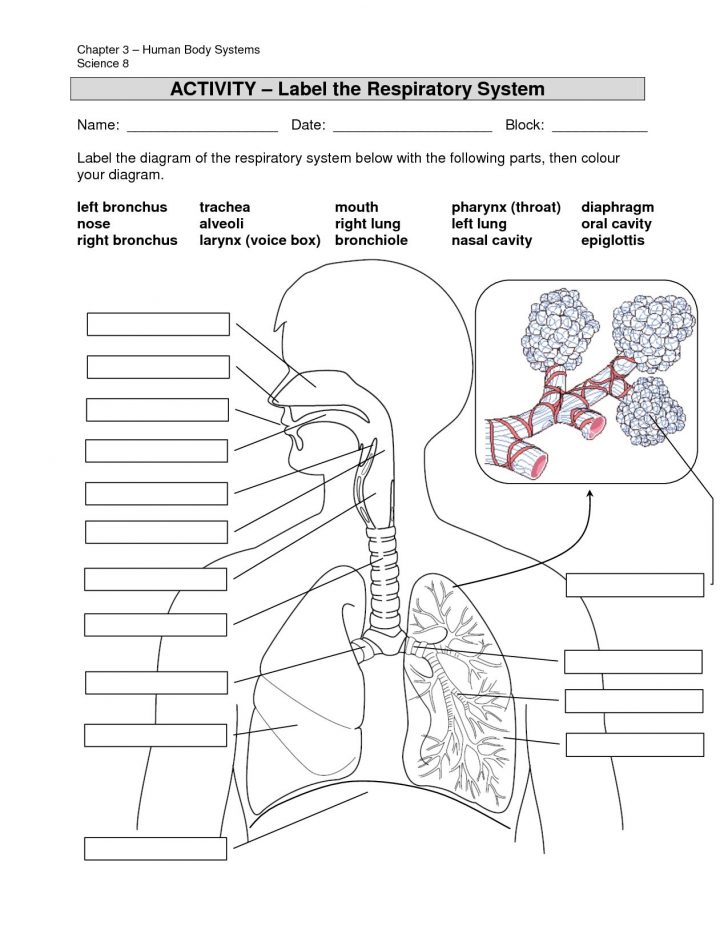 Respiratory System Without Labels Human Respiratory System | Printable