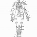 Skeletal System Coloring | Coloring Pages | Skeletal System | Free Printable Human Anatomy Worksheets